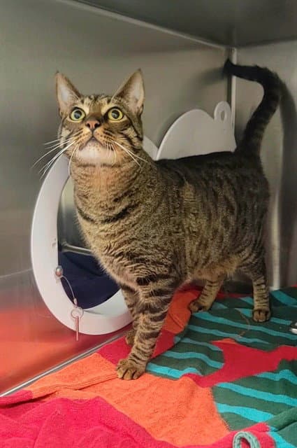 Jack - Domestic Short Hair