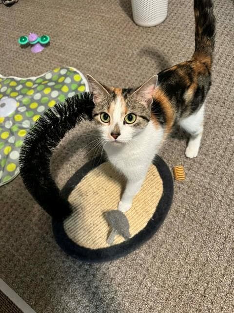 Charlotte - Domestic Short Hair