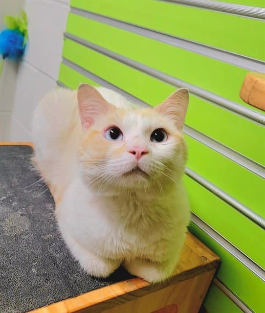 Oakley - Domestic Short Hair