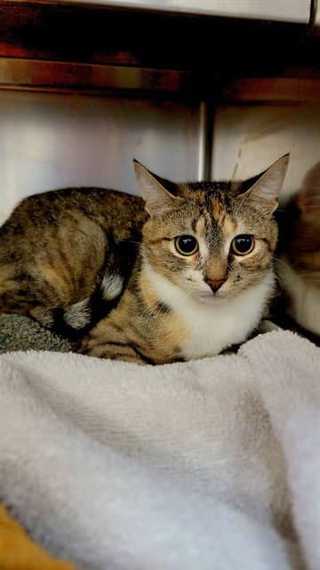 Tillie - Domestic Short Hair