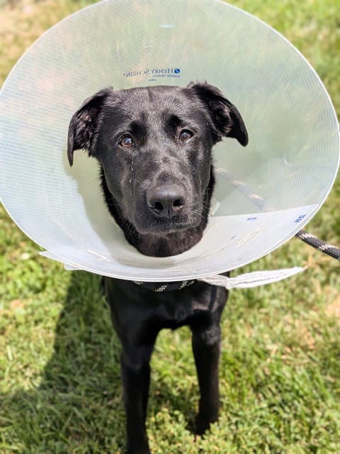 Rain - Labrador Retriever