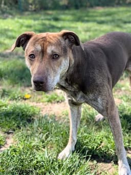 Annie image 1