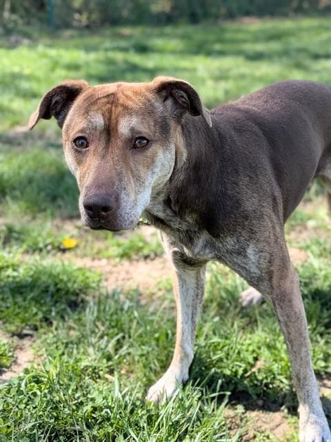 Annie - Hound