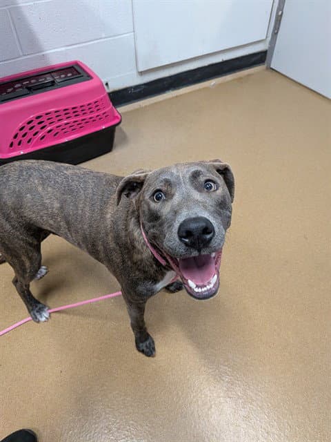 Solid - Pit Bull Terrier