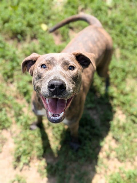 Solid - Pit Bull Terrier