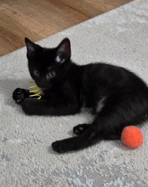 Forest - Domestic Short Hair