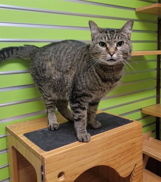 Brookie - Domestic Short Hair