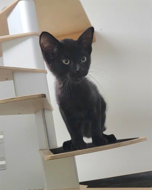 Mark - Domestic Short Hair