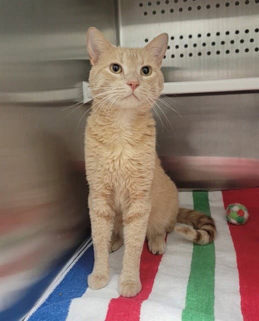 Victor - Domestic Short Hair