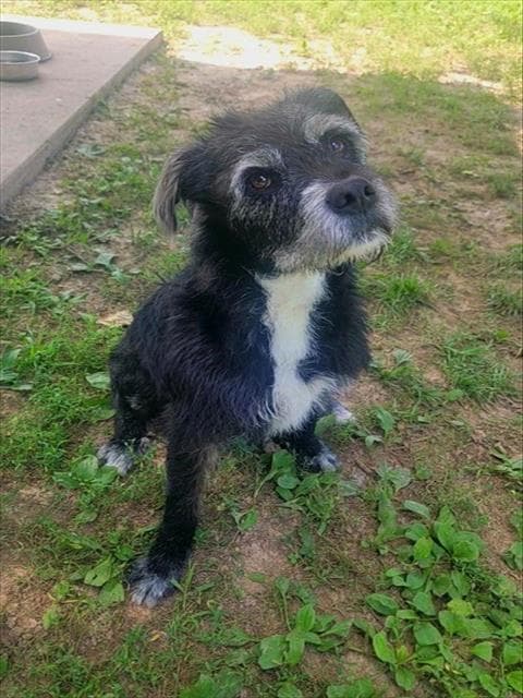 Angus - Terrier