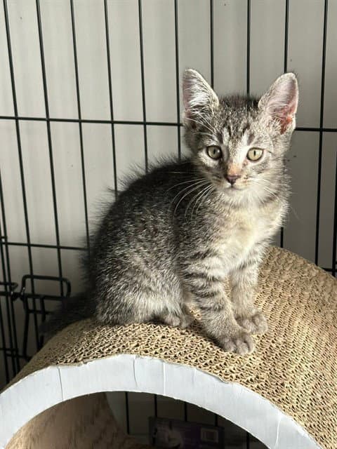 Ron - Domestic Short Hair