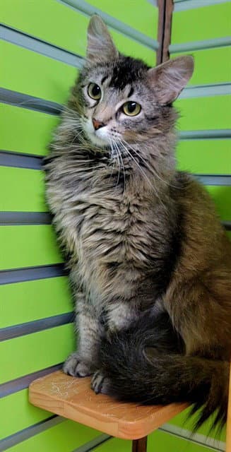 Hana - Domestic Long Hair