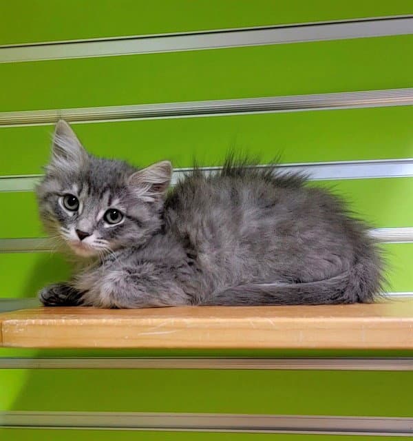 Fluff - Domestic Medium Hair
