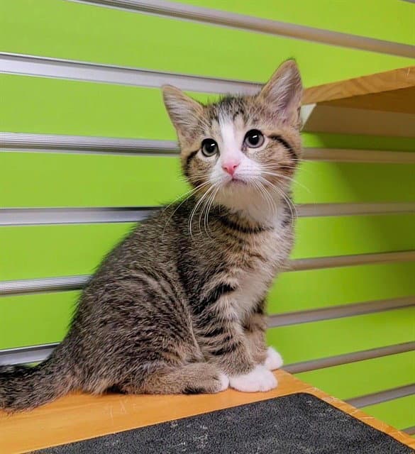 Sol - Domestic Short Hair
