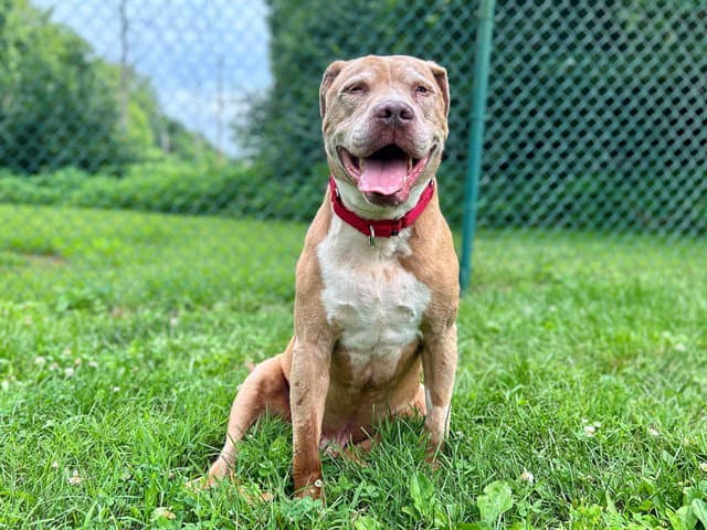 Tyler - Pit Bull Terrier