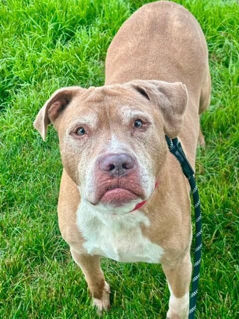 Tyler - Pit Bull Terrier