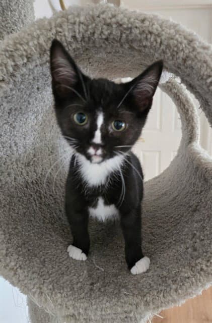 Blossom - Domestic Short Hair