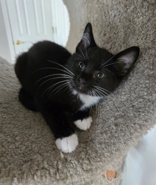 Clover - Domestic Short Hair