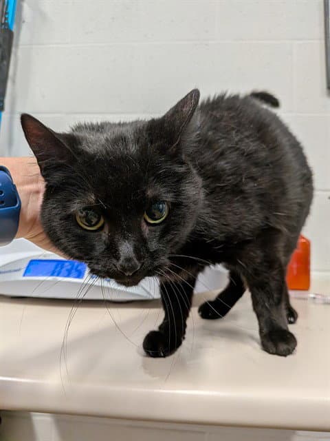 Unknown - Domestic Short Hair