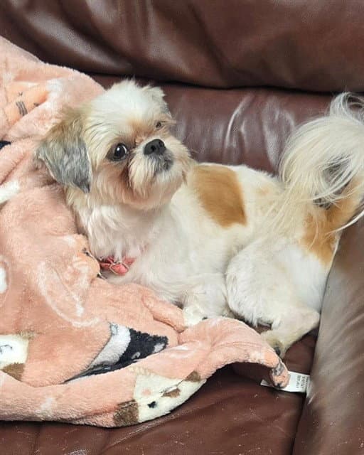 Maggie Mae - Shih Tzu