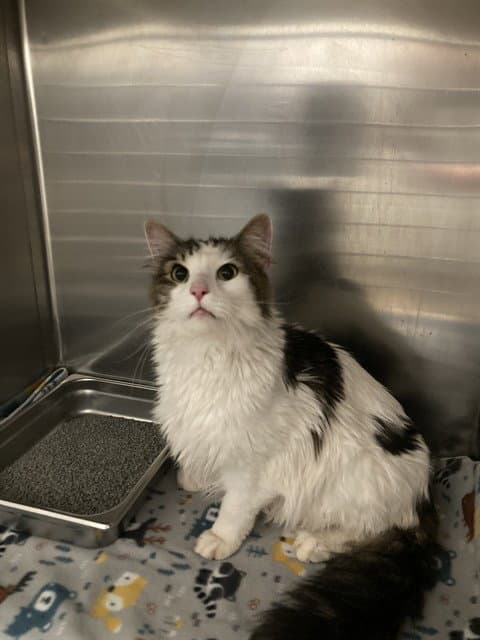 Lucky - Domestic Long Hair