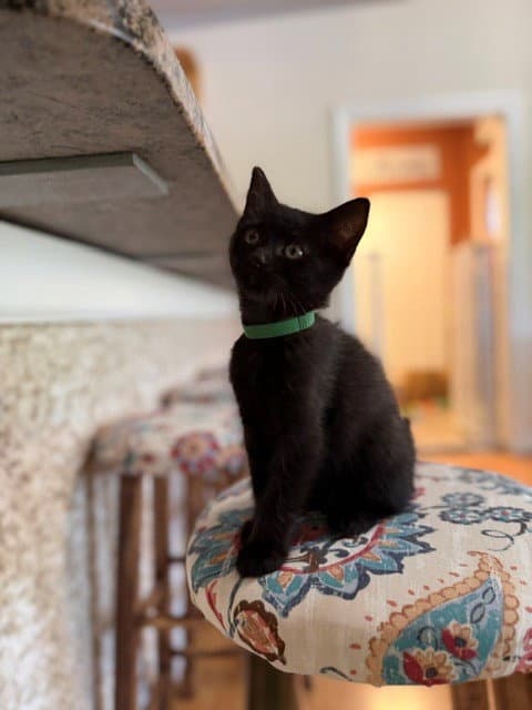 Bear - Domestic Short Hair