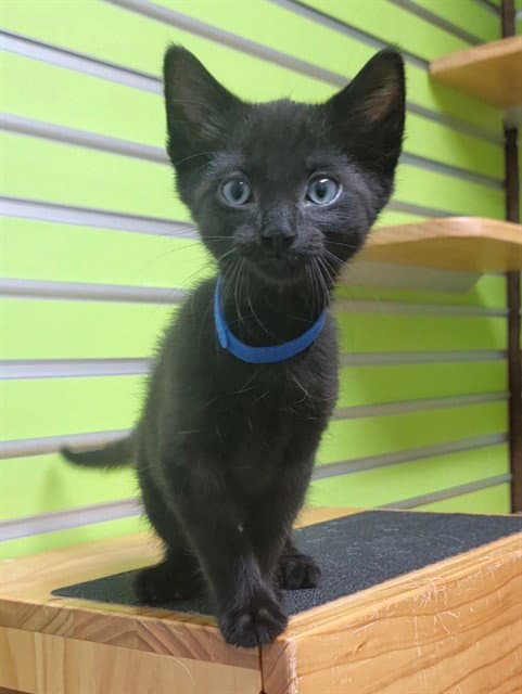 Sapphire - Domestic Short Hair