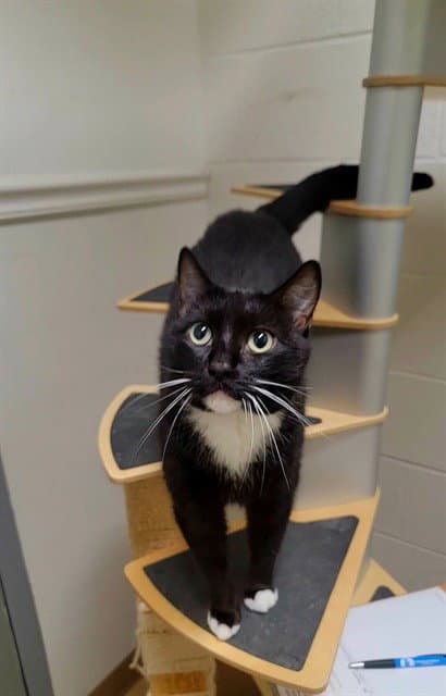 Tennessee - Domestic Short Hair