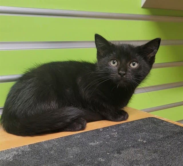 Charm - Domestic Short Hair