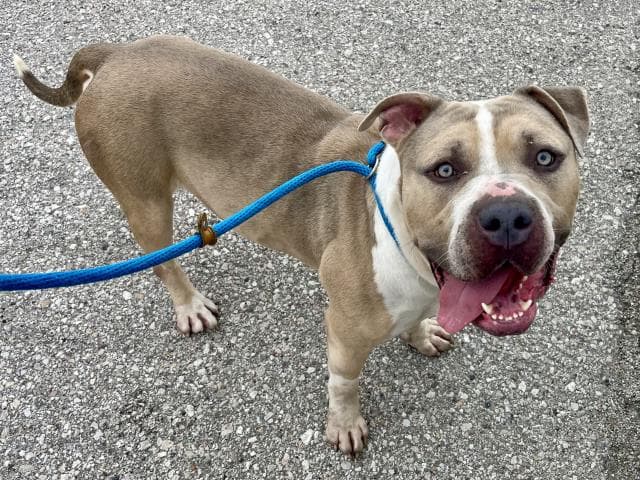 Lugnut - Pit Bull Terrier