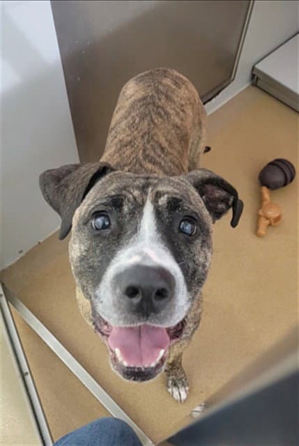 Isabel - Pit Bull Terrier