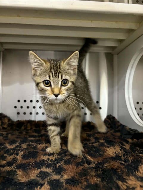 Mila - Domestic Short Hair
