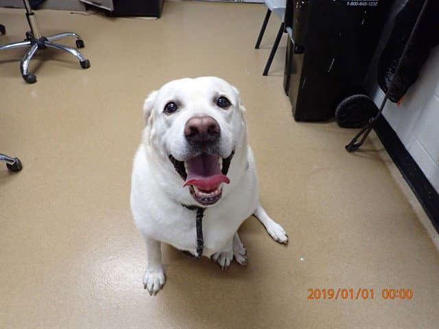 Kai - Labrador Retriever