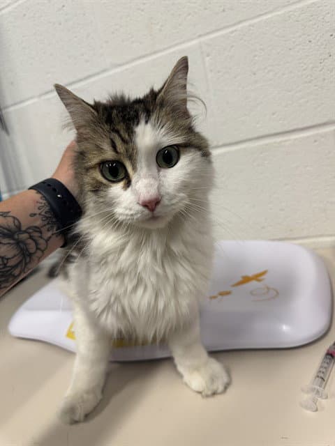 Charm - Domestic Medium Hair