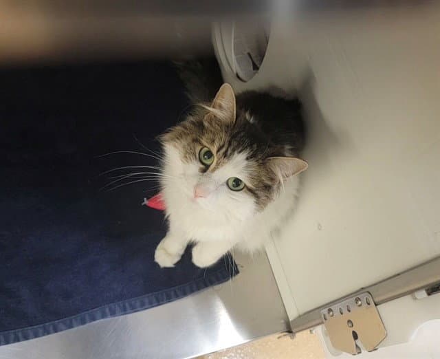 Charm - Domestic Medium Hair