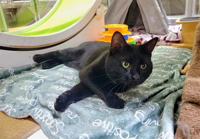 Ninja - Domestic Short Hair
