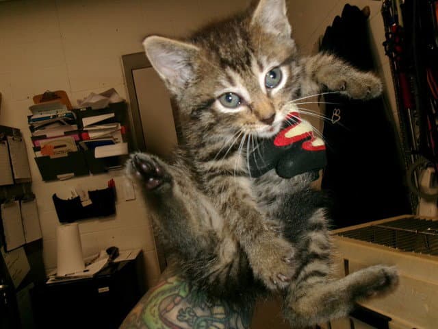 Pancake - Domestic Short Hair