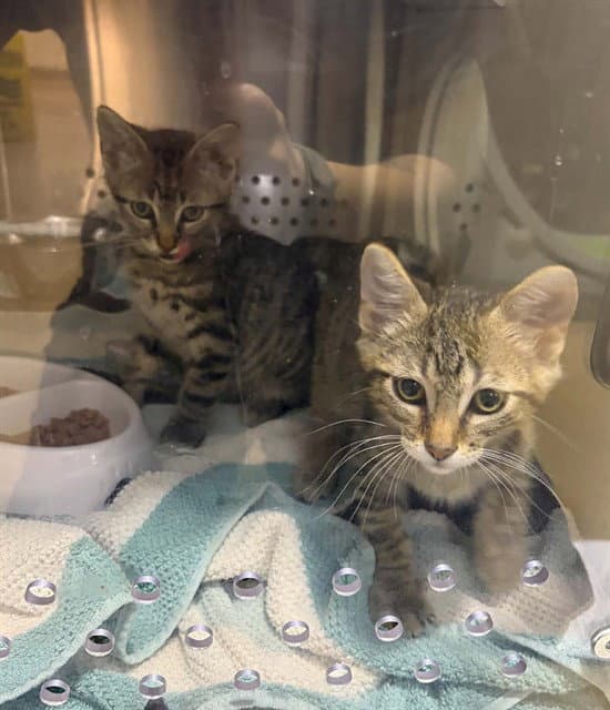 Tot - Domestic Short Hair