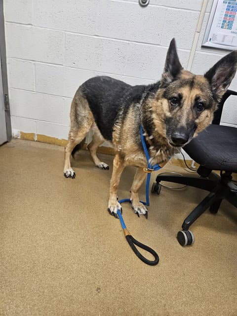 Athena - German Shepherd Dog
