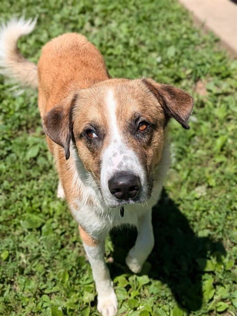 Boo - Anatolian Shepherd