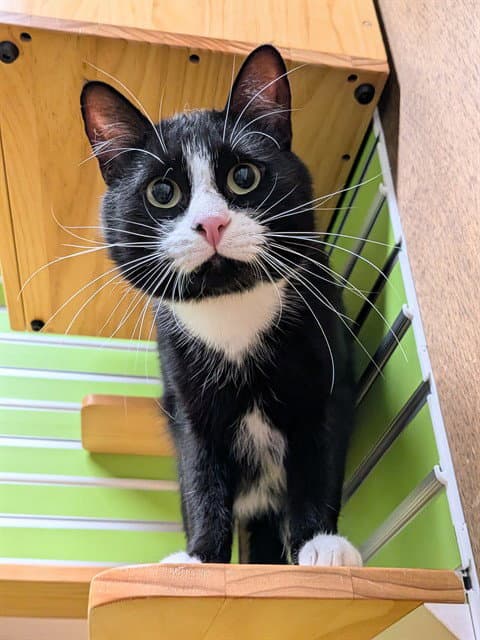 Simon - Domestic Short Hair
