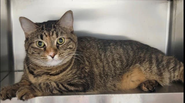 Kirstin - Domestic Short Hair