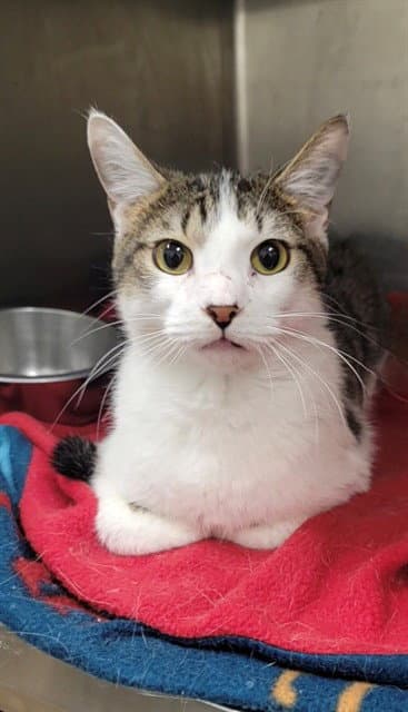 Unknown - Domestic Short Hair