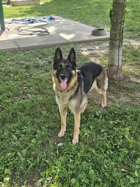 Jiselle - German Shepherd Dog