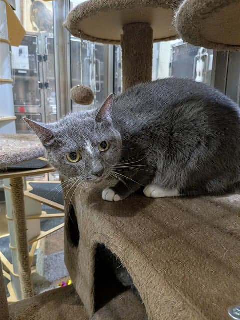 Star - Domestic Short Hair