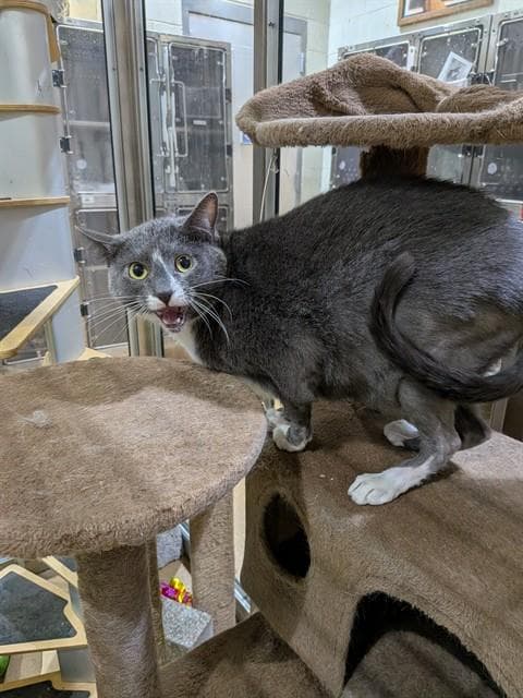 Marley - Domestic Short Hair