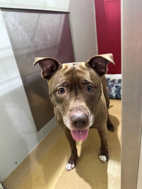 Wilma - Pit Bull Terrier