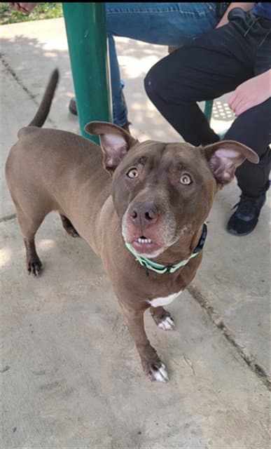Wilma - Pit Bull Terrier