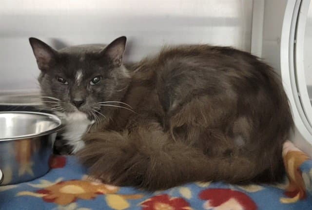 Arvo - Domestic Medium Hair