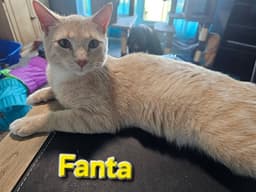 Fanta image 1